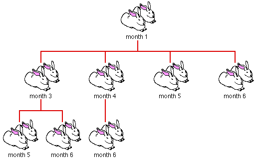 fibonacci rabbit